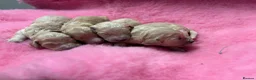 Goldendoodle dogs for sale: Beautiful Goldendoodles - Advert 3
