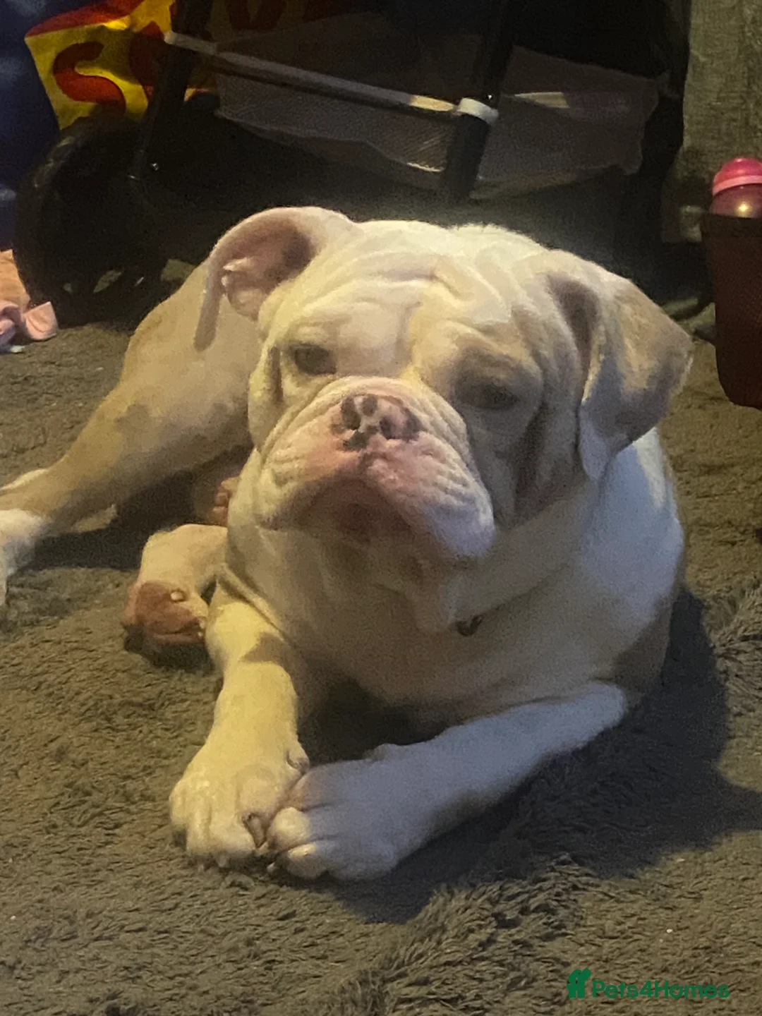 Old Tyme Bulldog dogs for sale: Old Tyme English bulldog - Advert 4