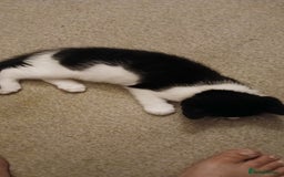 Mixed Breed cats for sale: 2x playful, gorgeous male kitten's for sale  - Image 9