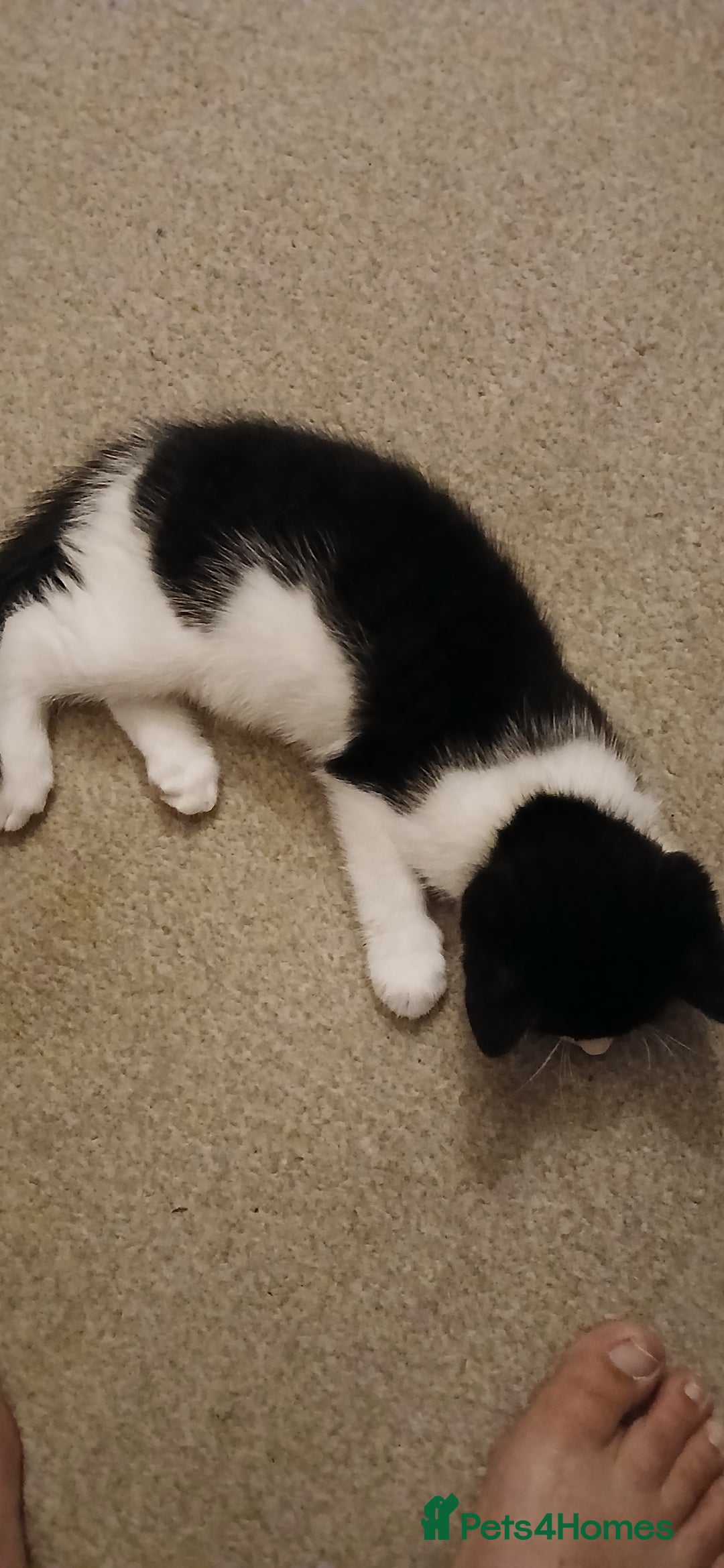 Mixed Breed cats for sale: 2x playful, gorgeous male kitten's for sale  - Image 9