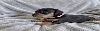 Miniature Dachshund Pink collar