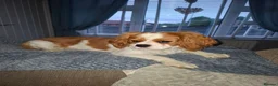 Cavalier King Charles Spaniel dogs for stud: Hugo Cavalier Stud - Advert 4