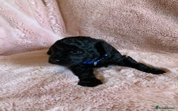 Schnoodle dogs for sale: LAst GIRL REDUCED READY NOW  - Image 23