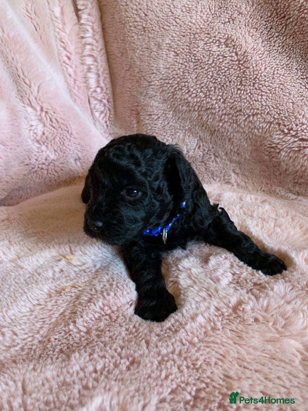 Schnoodle dogs for sale: LAst GIRL REDUCED READY NOW  - Image 23