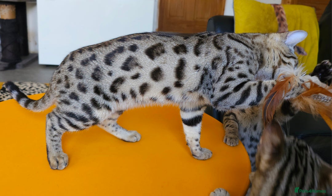 Bengal cats for sale: Gorgeous Brown Rosetted Boy Available  - Advert 18