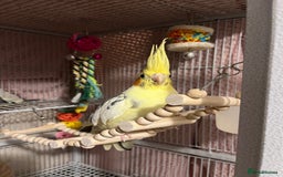 Cockatiels birds for sale: 🐦 Cockatiels with Large Double Cage - Image 2