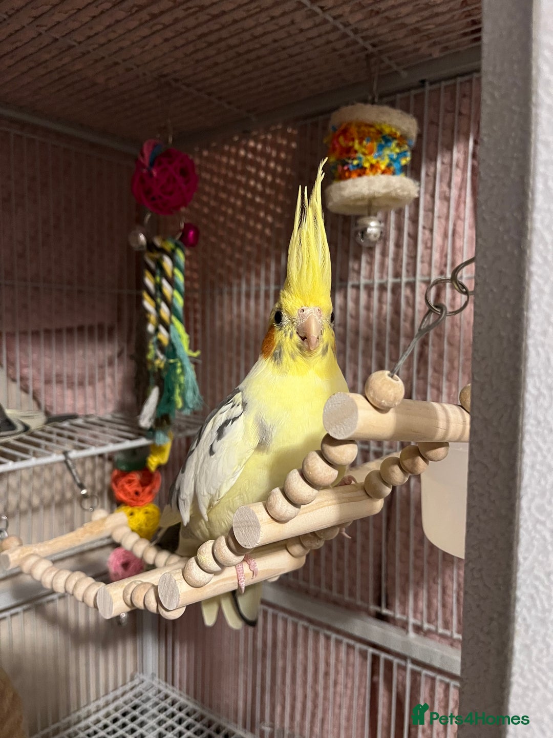 Cockatiels birds for sale: 🐦 Cockatiels with Large Double Cage - Image 2