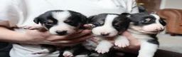 Border Collie dogs for sale: Border Collie Pups - Advert 8