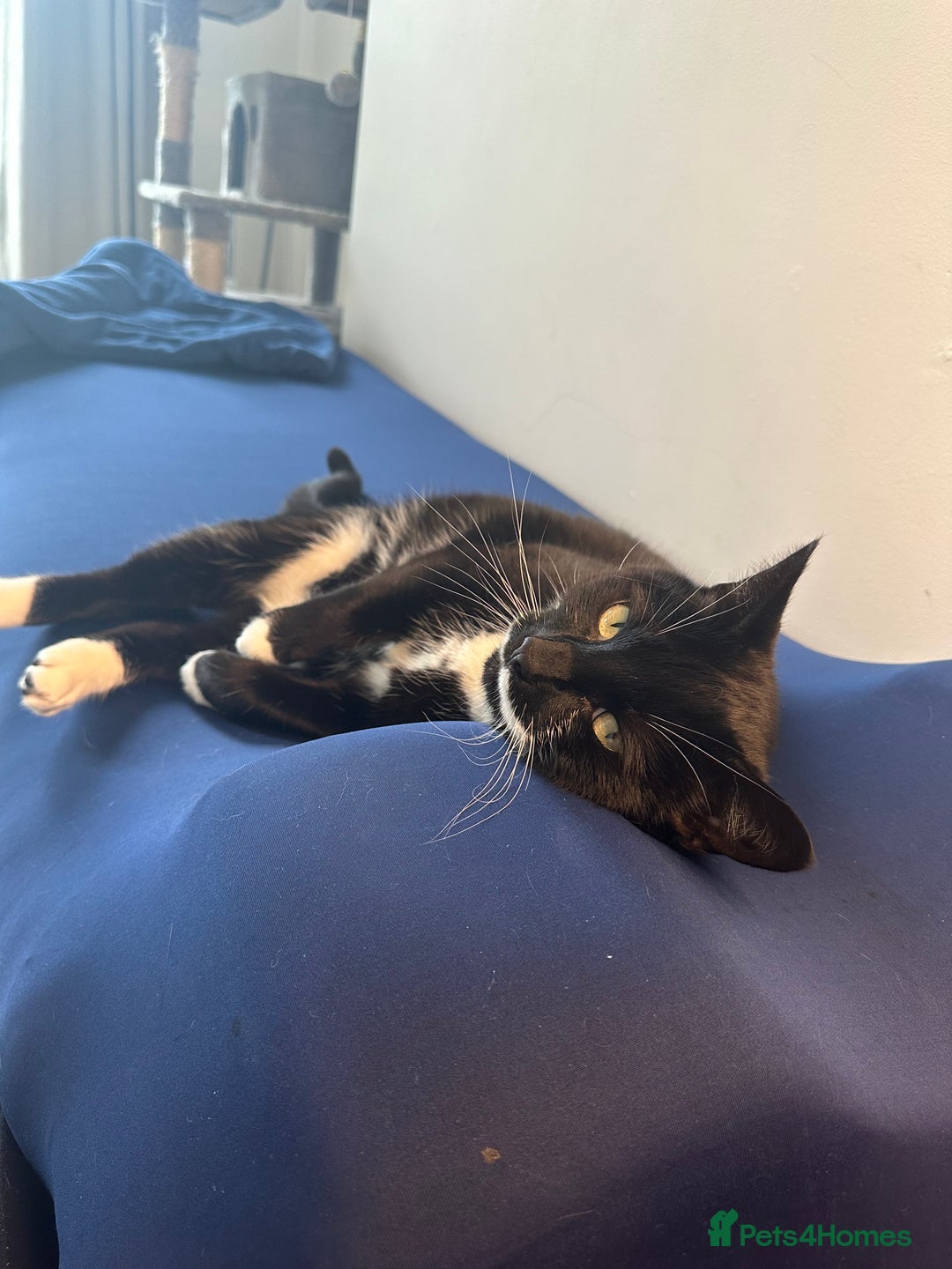 Domestic Shorthair cats for sale: Big gentle loving boy - Image 8