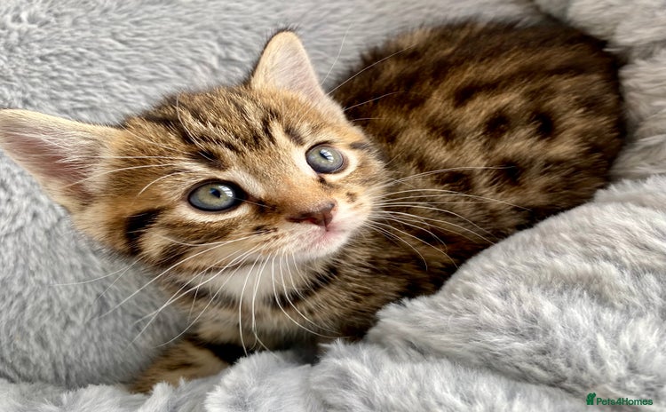 Mixed Breed cats - Advert 4