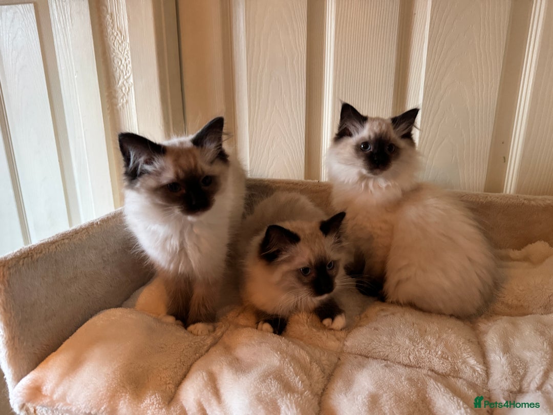 Ragdoll cats for sale: Beautiful Ragdoll kittens - Advert 12