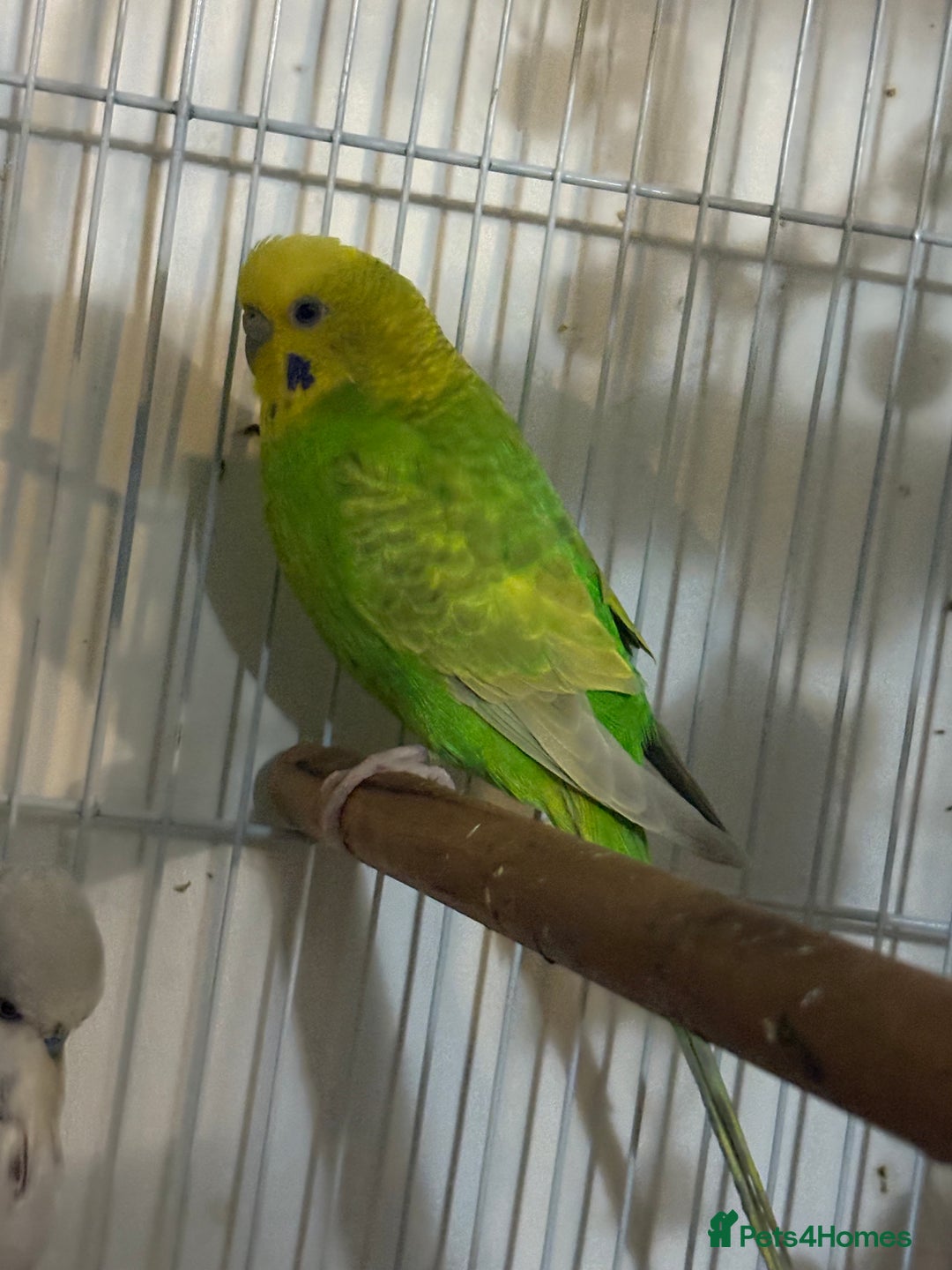 Budgerigars birds for sale: 4 x budgies for sale - Image 4