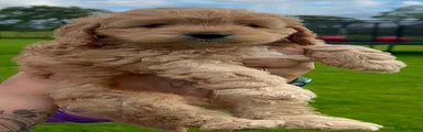 Cockapoo 1