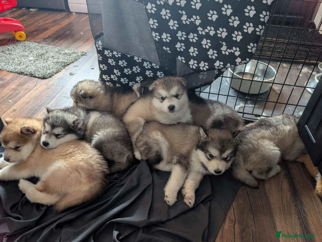 Alaskan Malamute dogs for sale: Kc Reg Alaskan Malamute puppies  - Advert 1