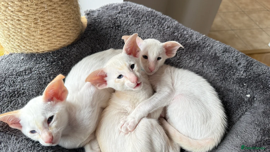 Siamese cats for sale: GCCF registered Siamese Boys - Advert 8