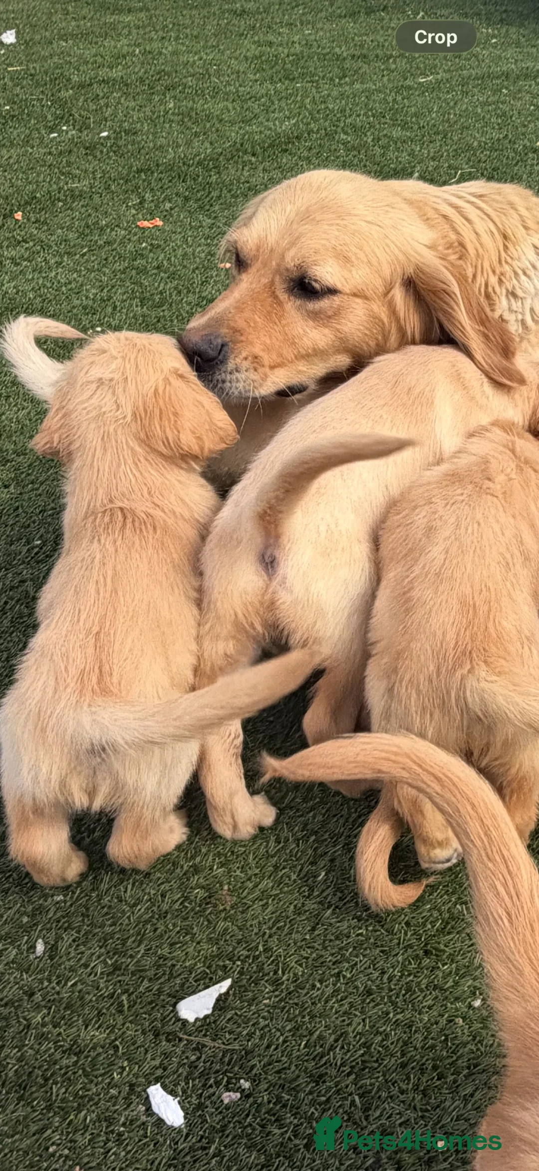 Golden Retriever dogs for sale: Kc registered golden retriever  in Livingston - Advert 6