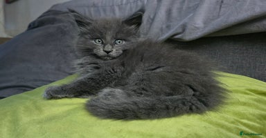 Maine Coon cats - Advert 13
