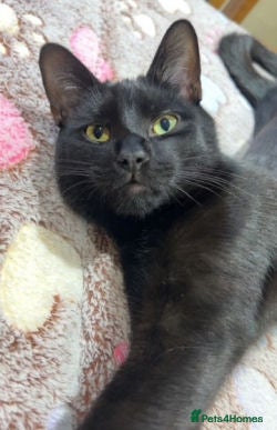 Mixed Breed cats BUDDY - Advert 7