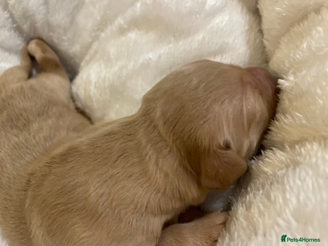 Mixed Breed dogs for sale: Golden retriever x Flatcoat retriever  - Advert 16