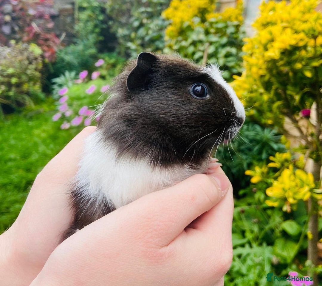 Guinea Pig rodents for sale: Adorable baby Guinea pigs - Image 2