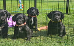 Springador dogs for sale: 💥FULL HEALTH TESTED BLACK SPRINGERDORS FOR SALE💥 in Market Drayton - Image 14