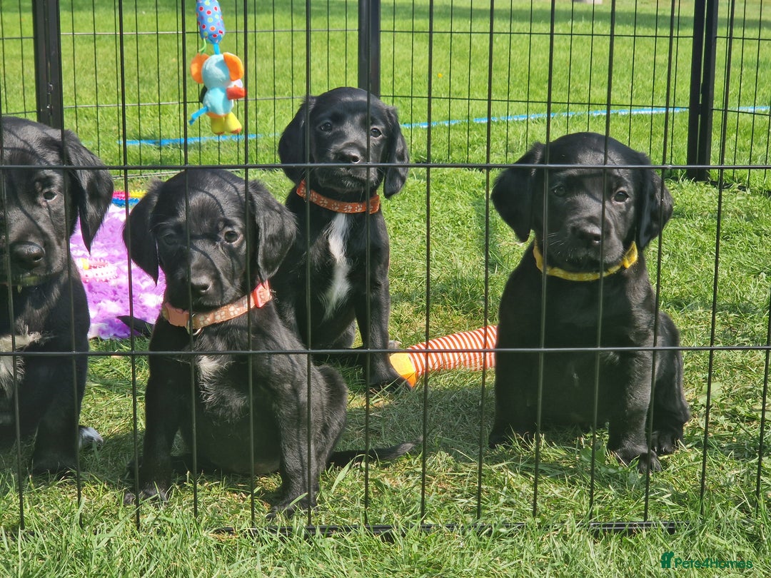 Springador dogs for sale: 💥FULL HEALTH TESTED BLACK SPRINGERDORS FOR SALE💥 in Market Drayton - Image 14