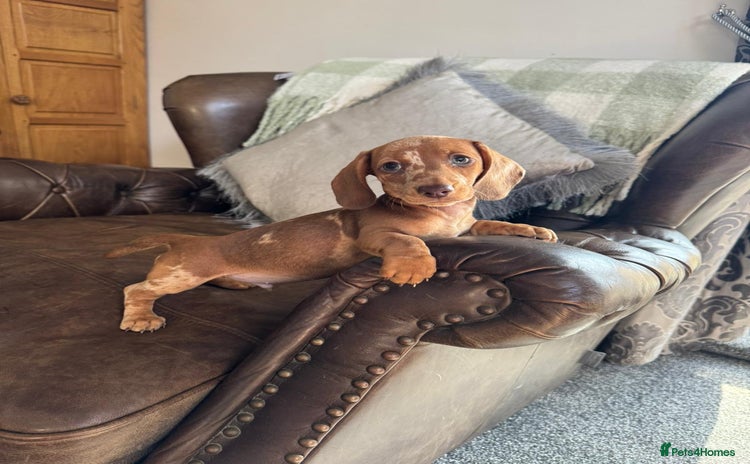 Dachshund dogs - Advert 4