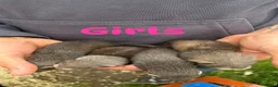 Ferret rodents for sale: Baby ferrets  - Advert 4