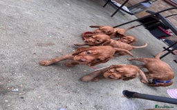 Cocker Spaniel dogs for sale: Pure breed cocker spaniels puppies  - Image 13