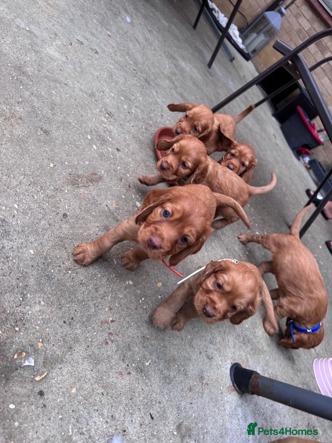 Cocker Spaniel dogs for sale: Pure breed cocker spaniels puppies  - Image 13