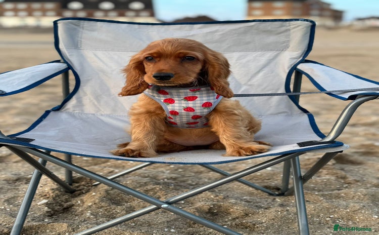 Cocker Spaniel dogs - Advert 16