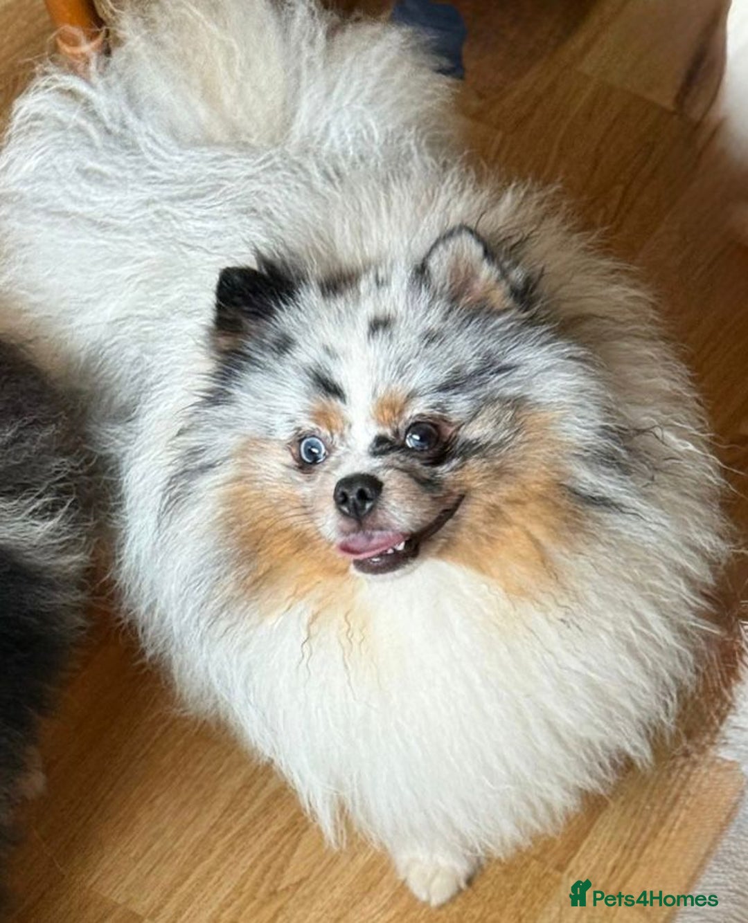 Pomeranian dogs for sale: Adult merle boys  - Advert 5