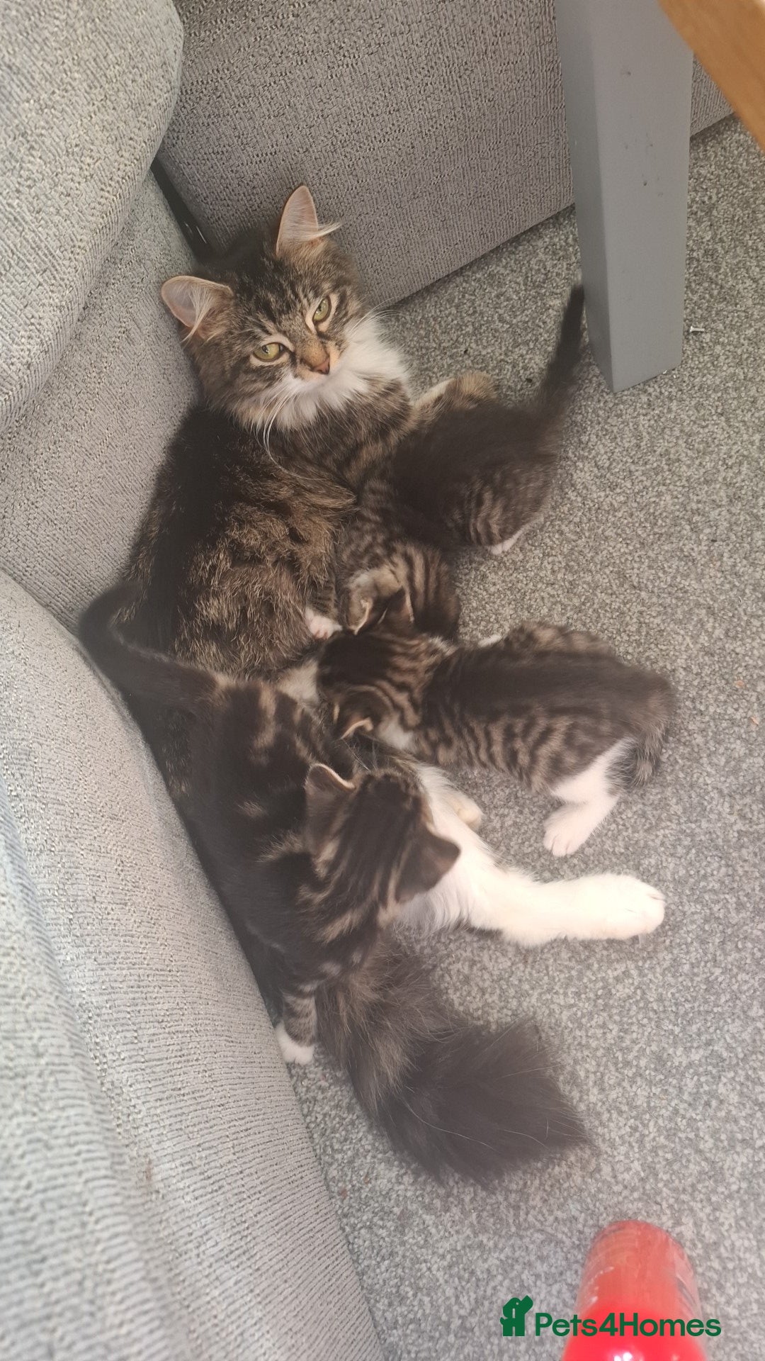 Mixed Breed cats for sale: Beautiful kittens - Image 5
