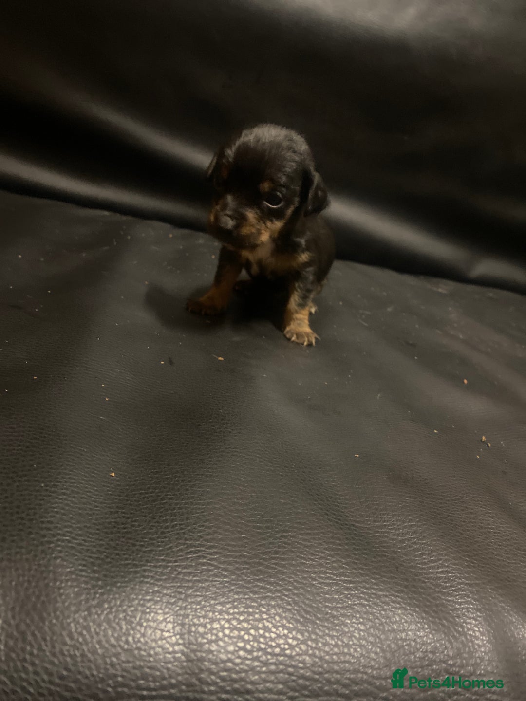 Jack Russell dogs for sale: 6 Jack Russell puppy’s  - Advert 11