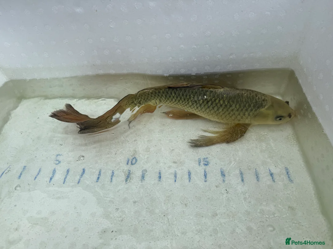 Koi Carp fish for sale: Japanese koi plus more - Advert 12