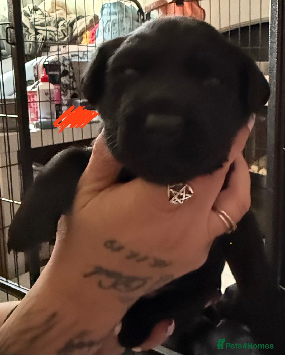 Labrador Retriever dogs for sale: Stunning litter of pure bred black Labrador pups  - Image 15