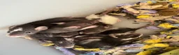 Rat rodents for sale: Baby tiny dwarf rats - Advert 6