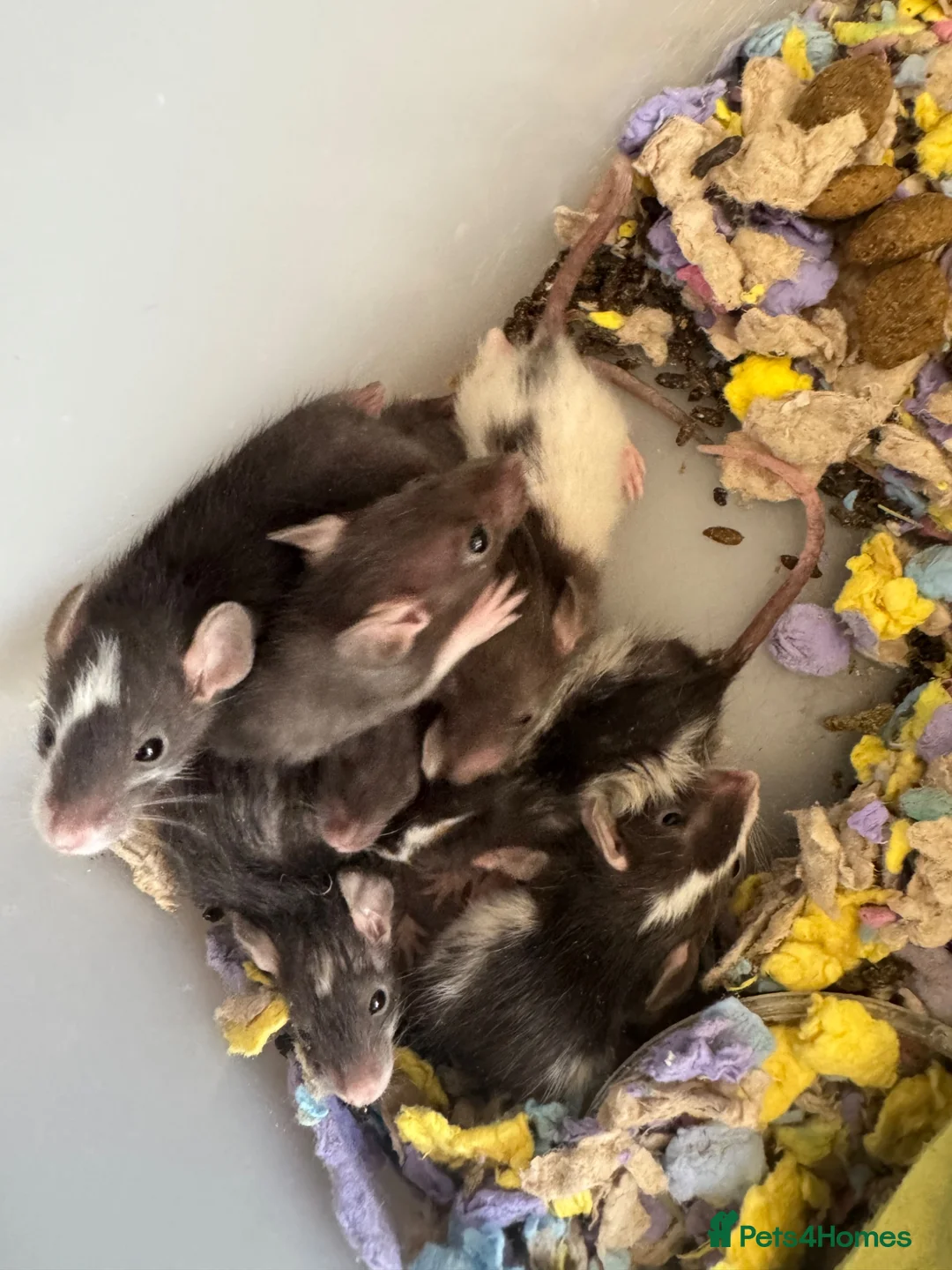 Rat rodents for sale: Baby tiny dwarf rats - Advert 6