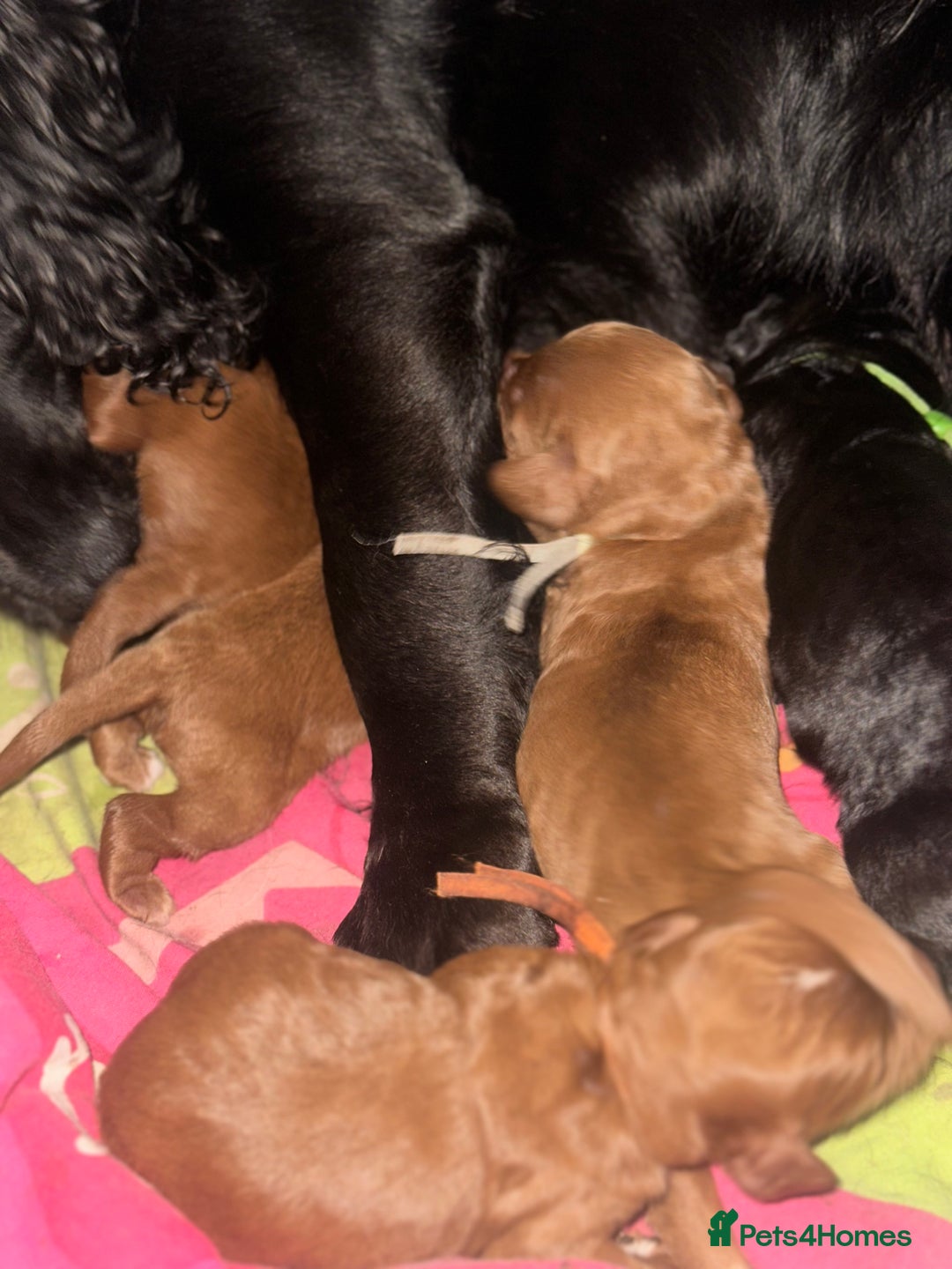 Cockapoo dogs for sale: Kc dna health clear parents champion bloodline  - Advert 1