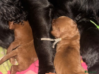 Cockapoo dogs Kc dna health clear parents champion bloodline - Advert 1