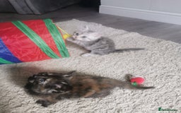 Persian cats for sale: Beautiful  silver shaded chinchilla Persian x bsh - Image 11