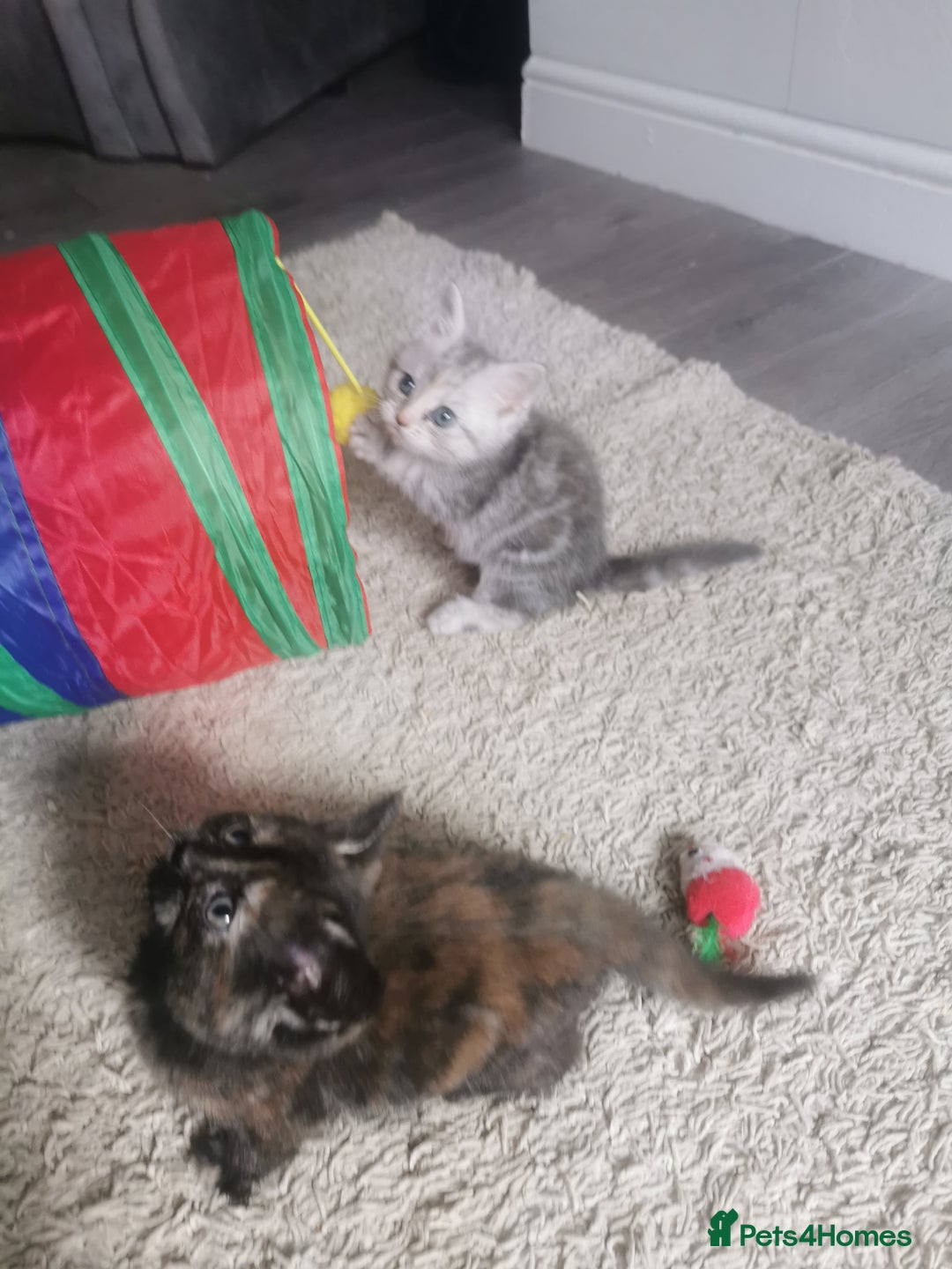 Persian cats for sale: Beautiful  silver shaded chinchilla Persian x bsh - Image 11