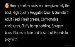 Quail poultry for sale: Beautiful Button Quail Chicks (CPQ, King) - Image 14
