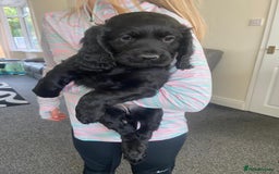 Cocker Spaniel dogs for sale: Cocker spaniel puppies - Image 5