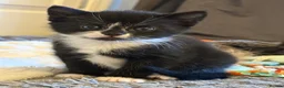 Mixed Breed cats for sale: 🐾 Adorable Kittens for Sale 🐾 - Advert 4