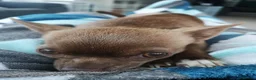 Chihuahua dogs for sale: Beautiful Smooth Coat Chihuahua - Advert 2