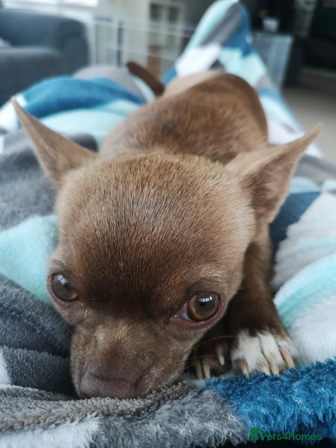 Chihuahua dogs for sale: Beautiful Smooth Coat Chihuahua - Advert 2