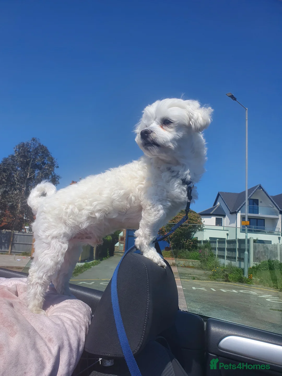 Maltese dogs for stud: Maltese in Ingatestone - Advert 2