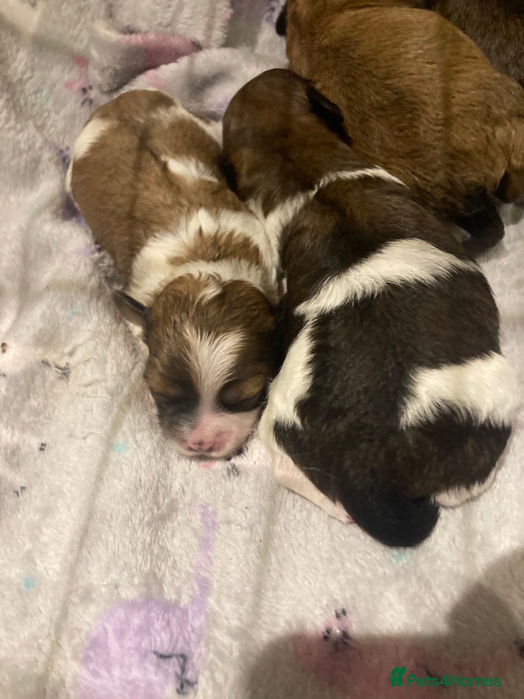 Shihpoo dogs for sale: Imperial Toy shihpoo puppies  - Image 7