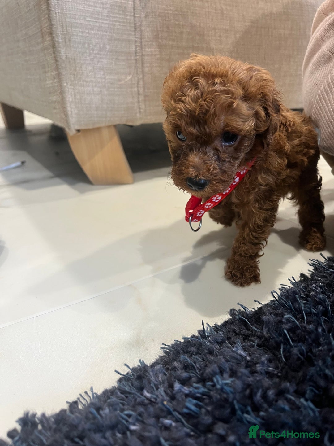 Miniature Poodle dogs for sale: FOX Red Miniature Poodles!!! 400 Health Tests!! - Advert 24